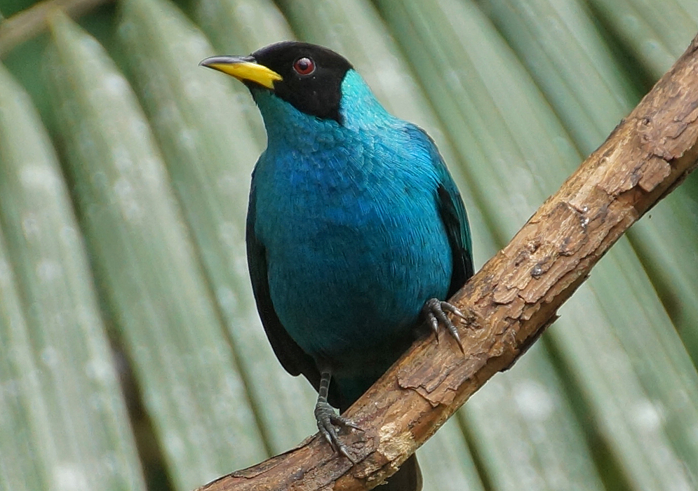 A blue Chlorophanes spiza with a black head and yellow bill perched on a branch