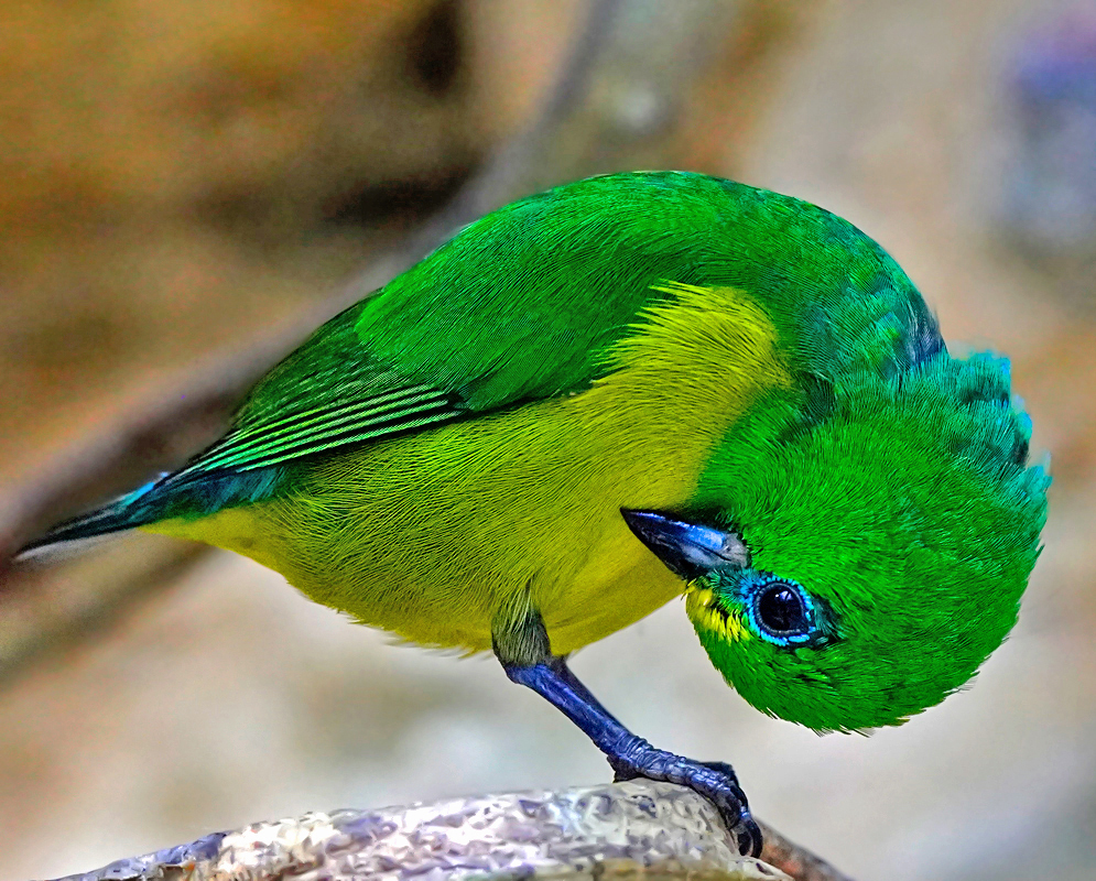 A green Chlorophonia cyanea cleaning his yellow breast