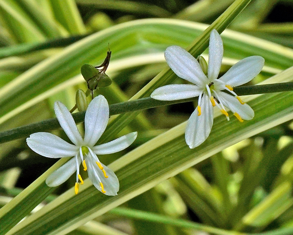 Chlorophytum comosum White Flowers Chlorophytum comosum flowers with six white petals and yellow-tipped stamens on slender green stems emerging among variegated leaves