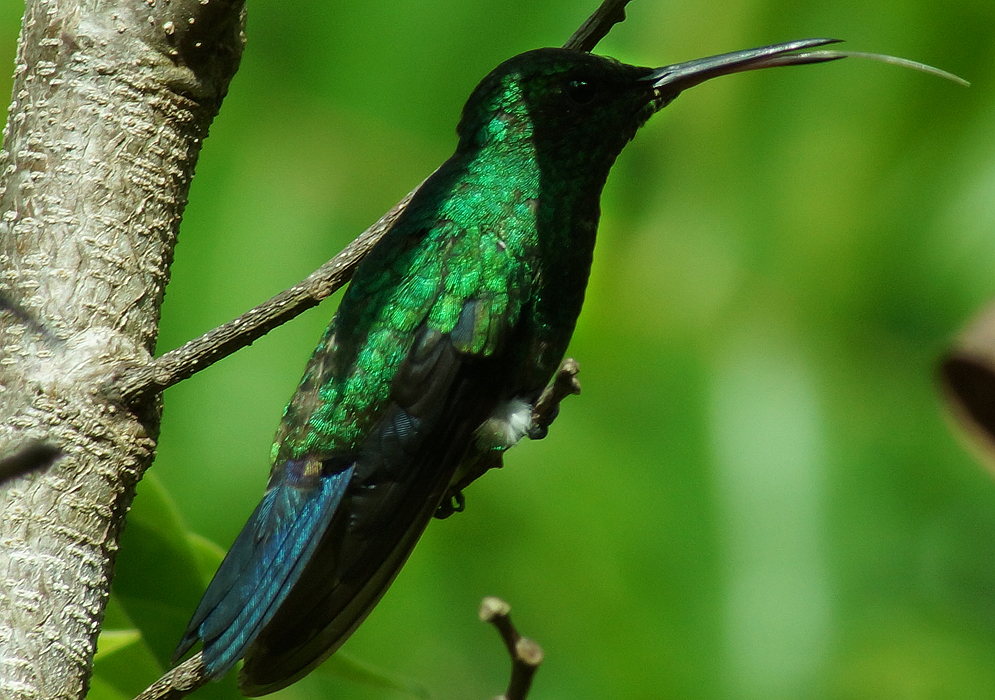 A green Western Emerald with blue tail feather and a protruding tongue