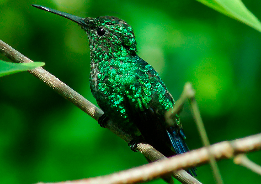 A green iridescent Chlorostilbon mellisugus with blue tail feathers on a branch