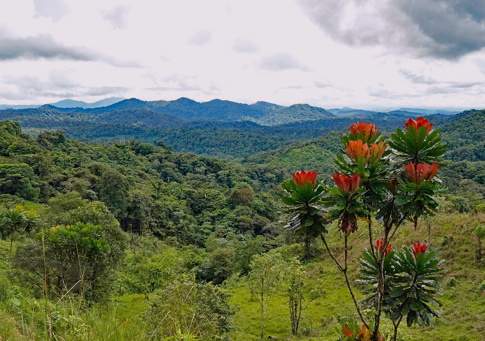 Red bromeliads overlook densely forested mountain ridges in Chocó