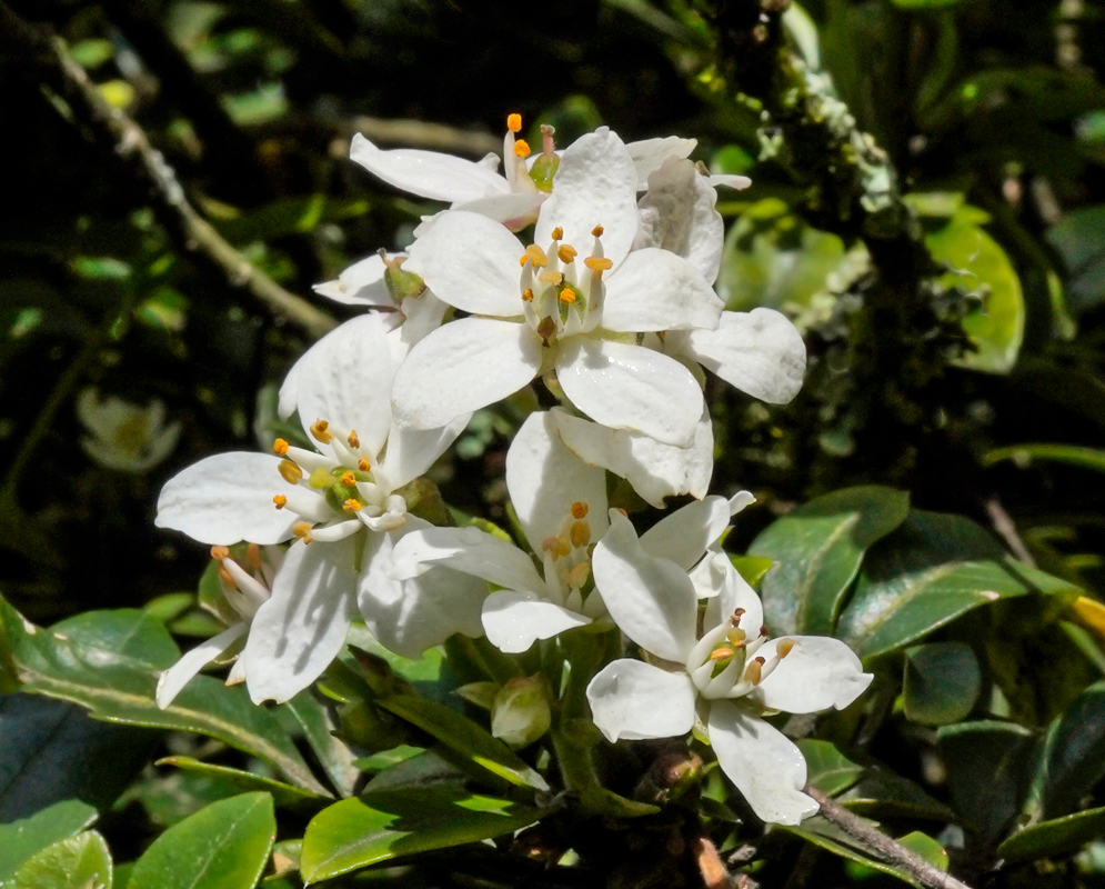 A cluster of white Choisya ternata flowers