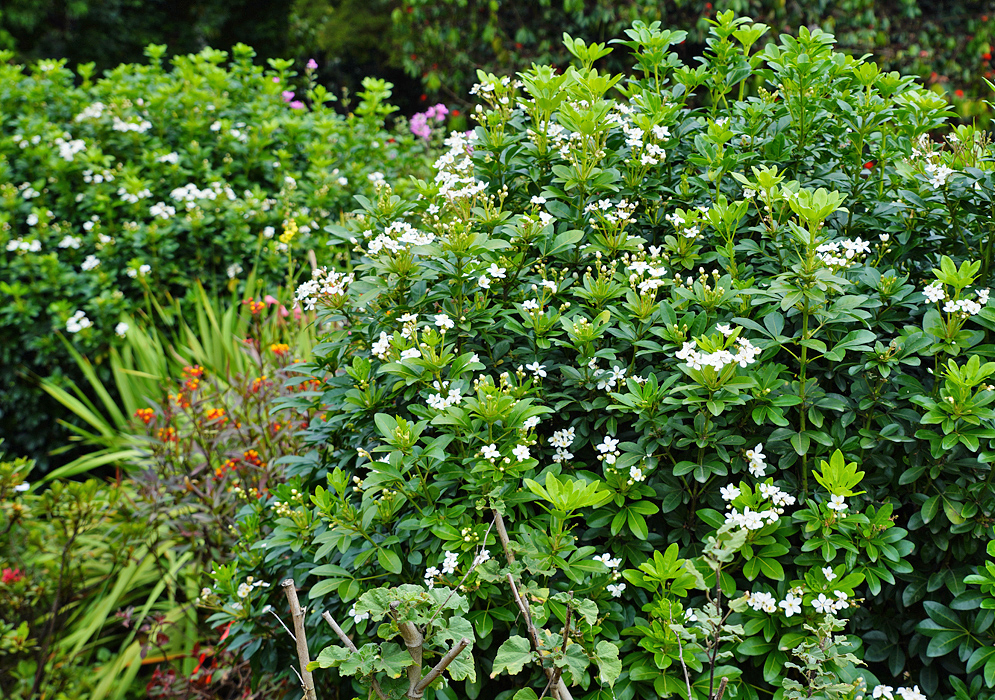 A Choices ternata shrub with white flowers