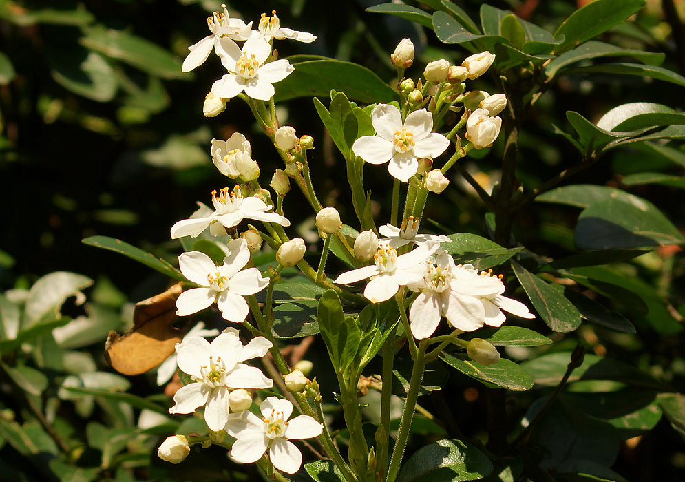 White Choisya ternata flowers with yellow anthers