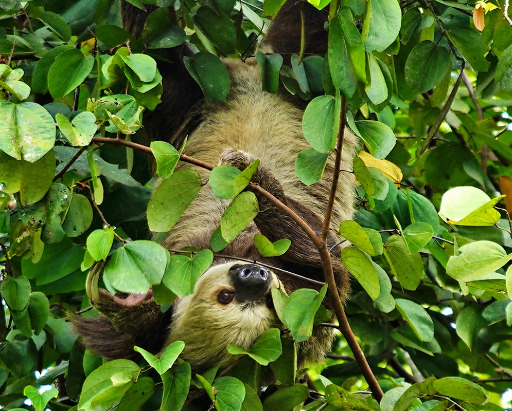 A Choloepus hoffmanni hangs among green leaves with its face and long curved claws visible