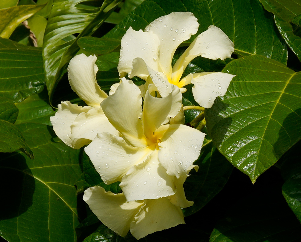 Chonemorpha fragrans White Flower Chonemorpha fragrans large creamy white flower with ruffled petals and dew drops surrounded by broad glossy green leaves