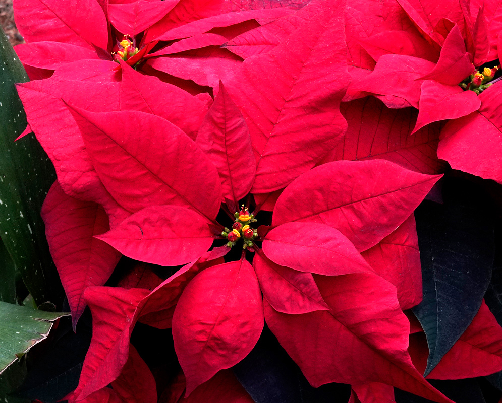 Large bright red bracts surrounding tiny yellow flowers of the Euphorbia pulcherrima Christmas Eve Red variety