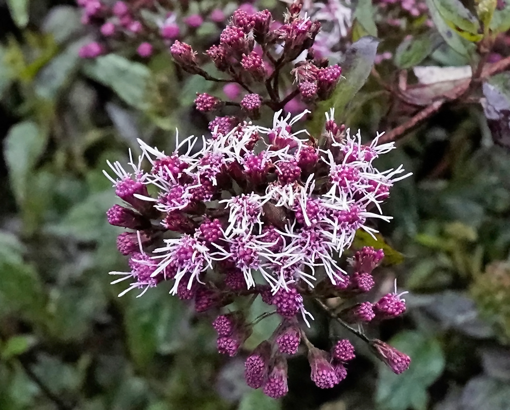 Chromolaena leptocephala cluster of pinkish purple flower buds and open blooms with long white styles extending outward