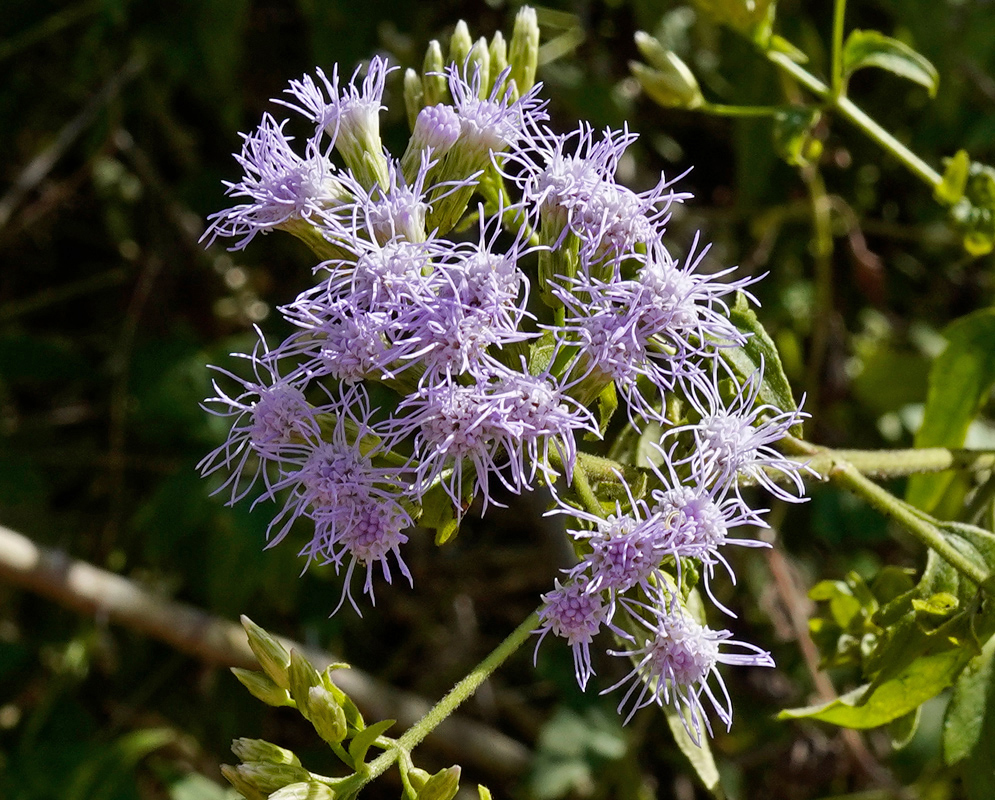 Chromolaena odorata cluster of light purple tubular flowers with long threadlike styles extending outward
