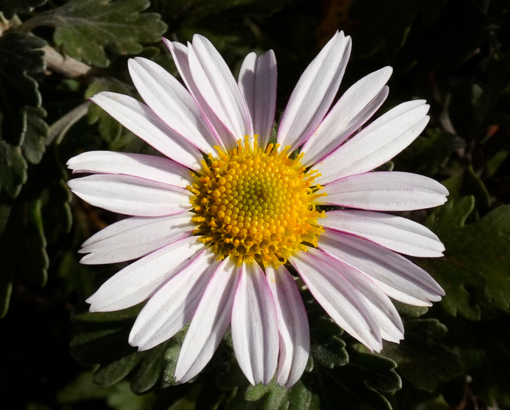 Chrysanthemum mei kyo single flower with pale lavender-white petals radiating around a yellow central disk