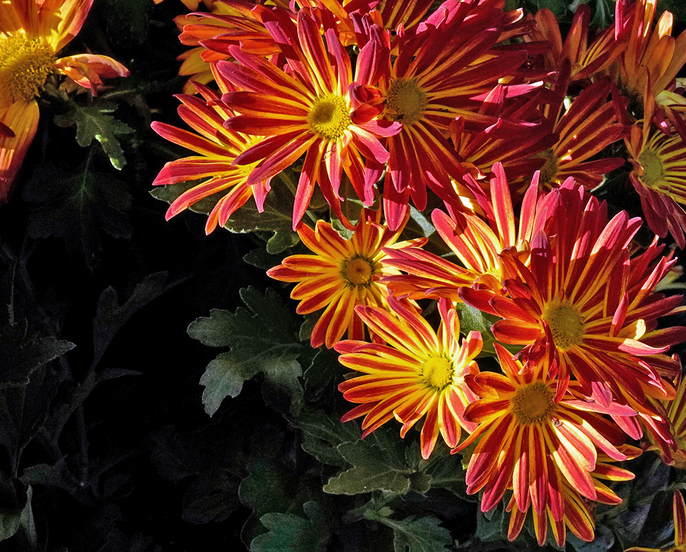 Chrysanthemum morifolium Autumn Colors Bright red and orange-striped Chrysanthemum morifolium flowers with glowing yellow centers, creating a vibrant autumn display against a dark leafy background