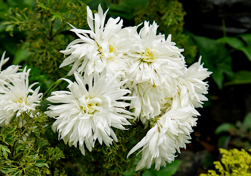 Chrysanthemum morifolium white frilly flowers