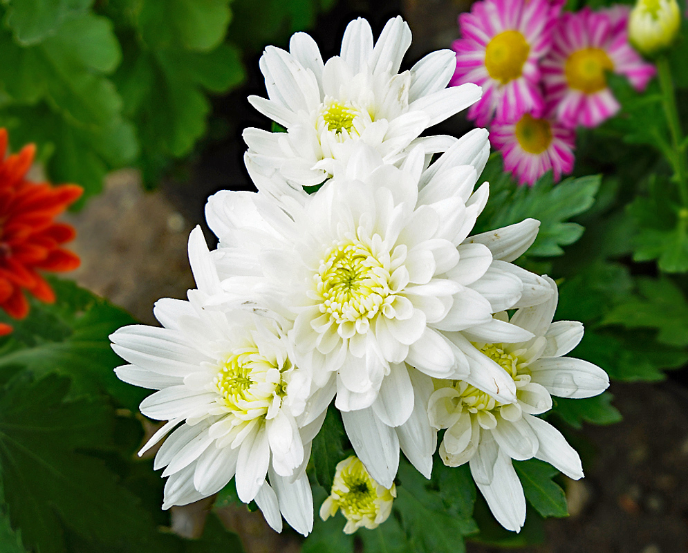Chrysanthemum morifolium white double flowers