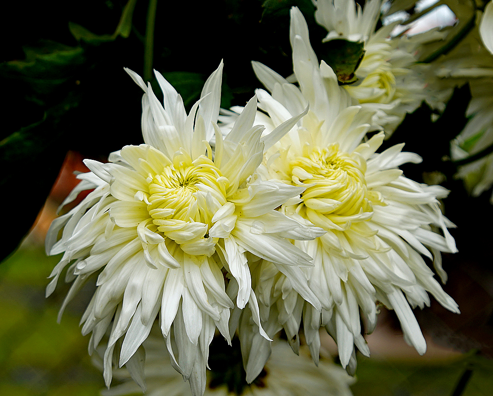 Two white frilly Chrysanthemum morifolium flowers