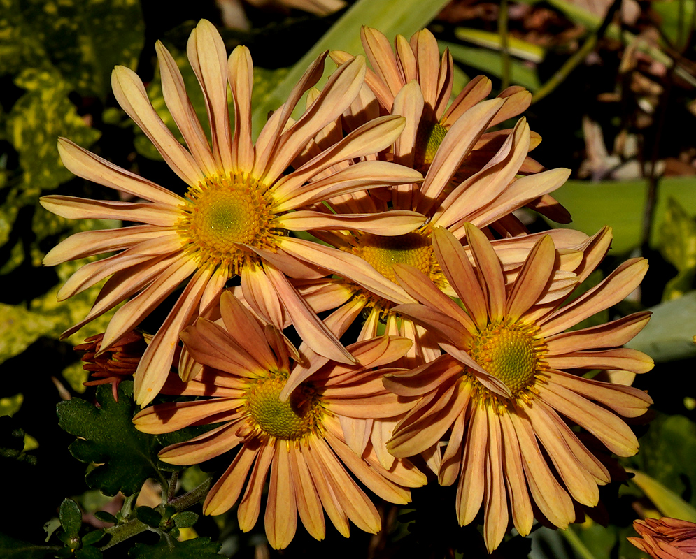 Chrysanthemum morifolium Light Orange Flowers A cluster of light orange Chrysanthemum morifolium flowers with long, thin petals radiating around yellow-green centers, blooming in a sunlit garden