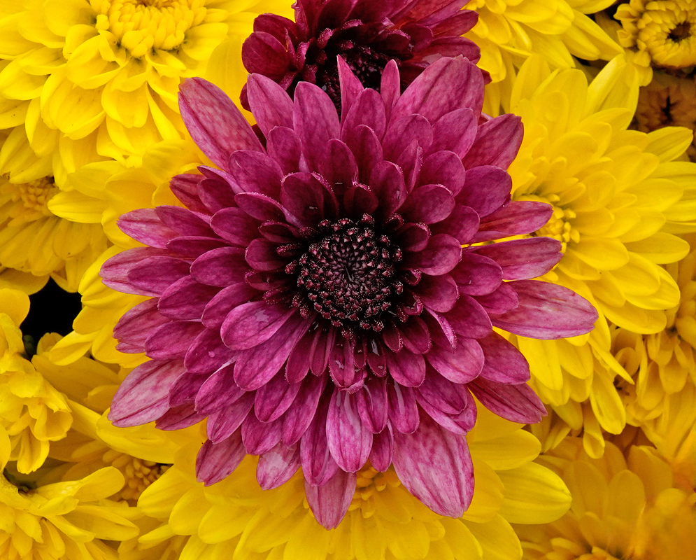 Chrysanthemum morifolium Magenta and Yellow Contrast A single deep magenta Chrysanthemum morifolium bloom with layered petals displayed against a background of bright yellow flowers