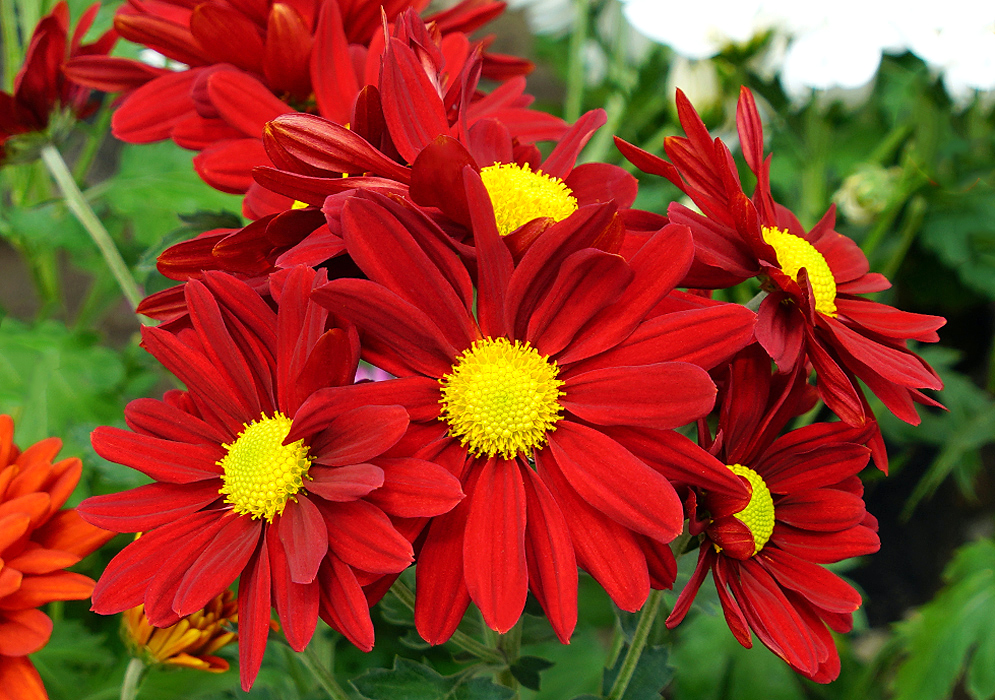 Red Chrysanthemum flowers with yellow centers