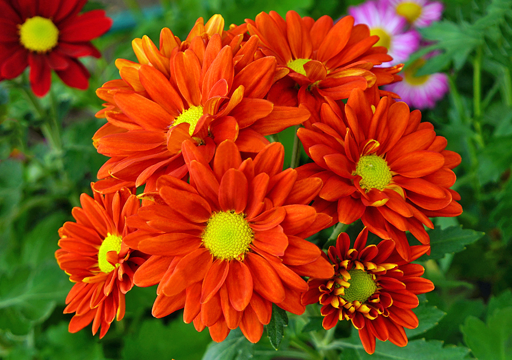 Orange-red Chrysanthemum morifolium flowers