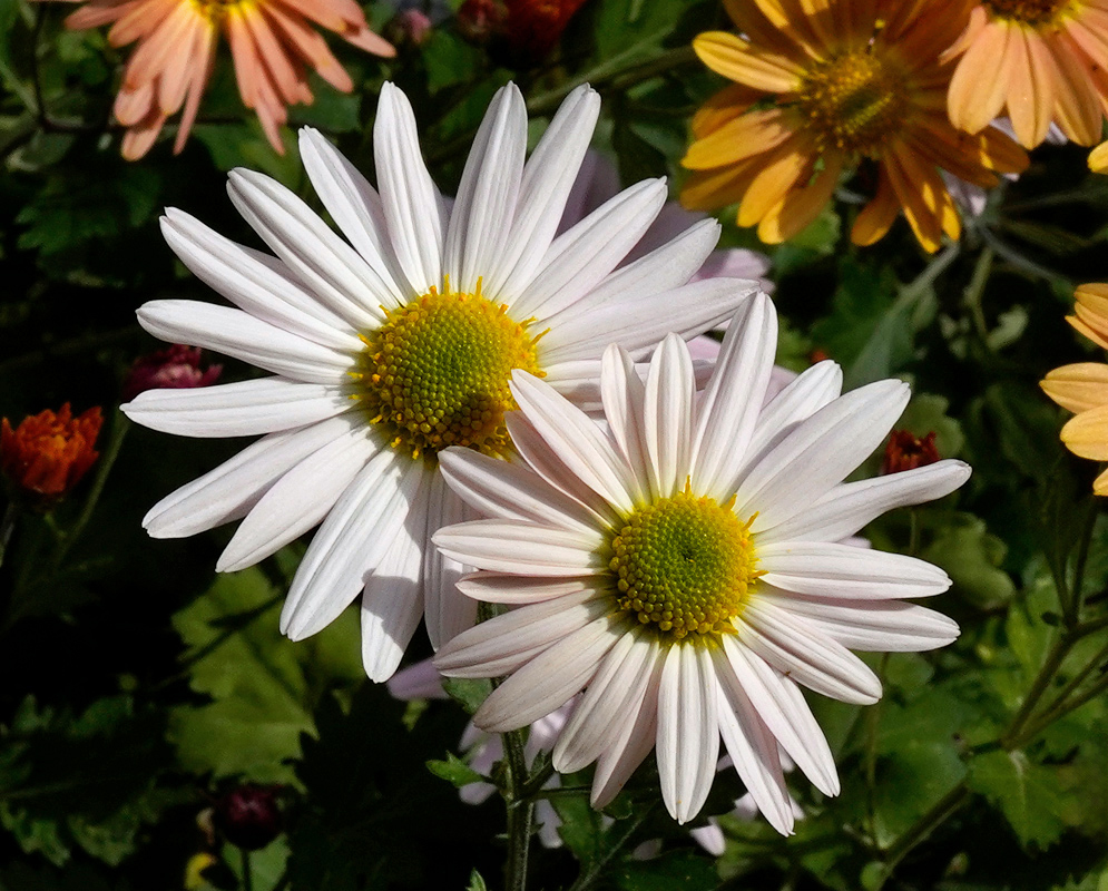Chrysanthemum morifolium White Flowers Two white Chrysanthemum morifolium blooms with soft pink tints and yellow-green centers standing out clearly against a colorful background of other flowers
