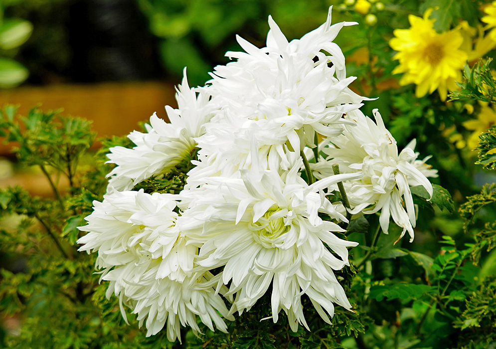 White Chrysanthemum morifolium frilly flowers