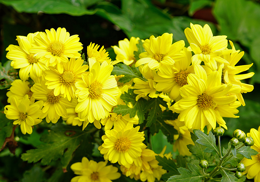 Bright yellow Chrysanthemum morifolium flowers