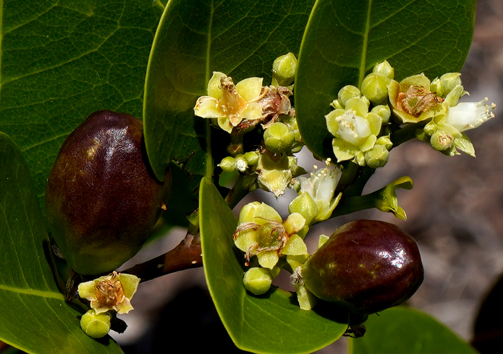 Chrysobalanus icaco Flowers and Fruit Close-up of Chrysobalanus icaco flowers with small yellowish petals and developing purple fruits nestled among thick green leaves