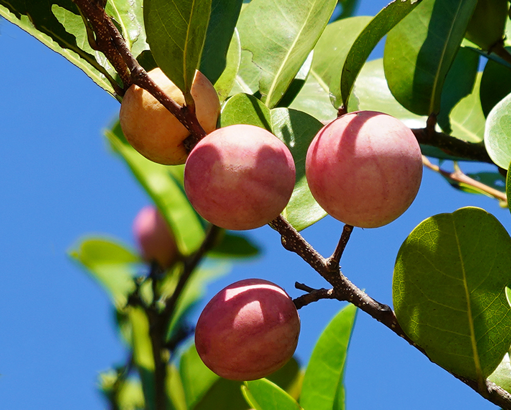 Reddish Chrysobalanus icaco fruit hanging from a tree under blue sky