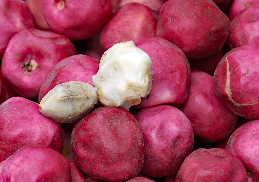 A group of red and fuchsia-colored Chrysobalanus icacos fruit with one fruit pealed exposing the white pulp