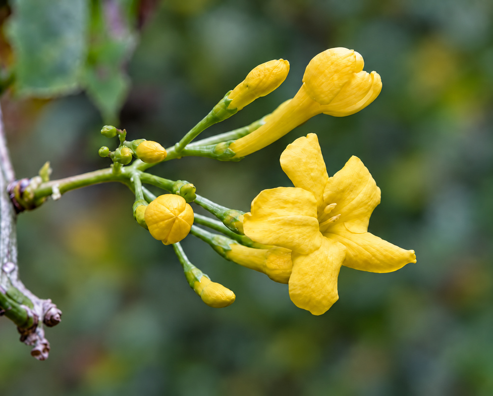 Chrysojasminum odoratissimum Flower and Buds An open yellow Chrysojasminum odoratissimum flower beside rounded and elongated buds
