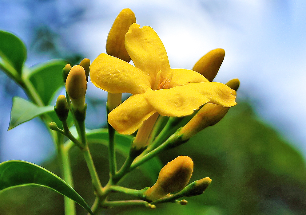 Chrysojasminum odoratissimum Flower Yellow flower, stamens and buds of a Chrysojasminum odoratissimum under blue sky