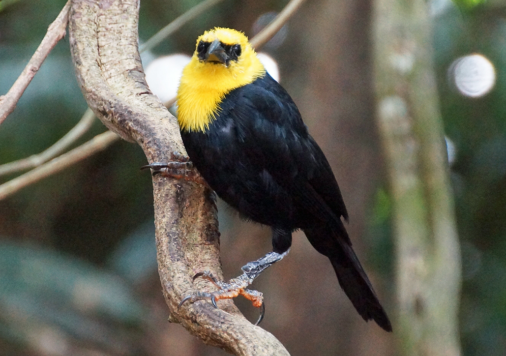 A yellow and black Chrysomus icterocephalus on a branch 