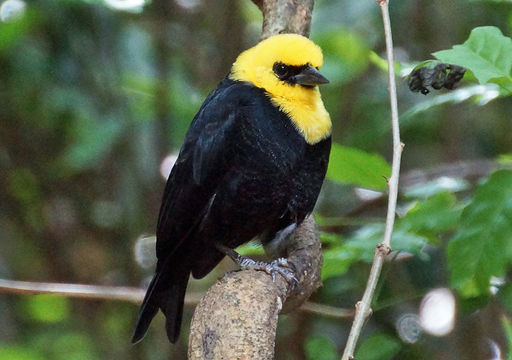A black Chrysomus icterocephalus with bright yellow head and throat