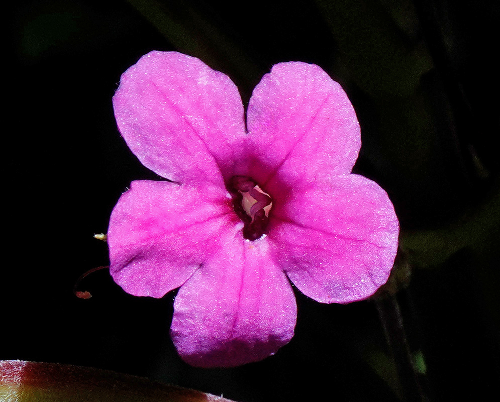 Chrysothemis melittifolia Magenta Flower Close-up of a Chrysothemis melittifolia flower with five bright magenta petals and a tubular center against a dark background