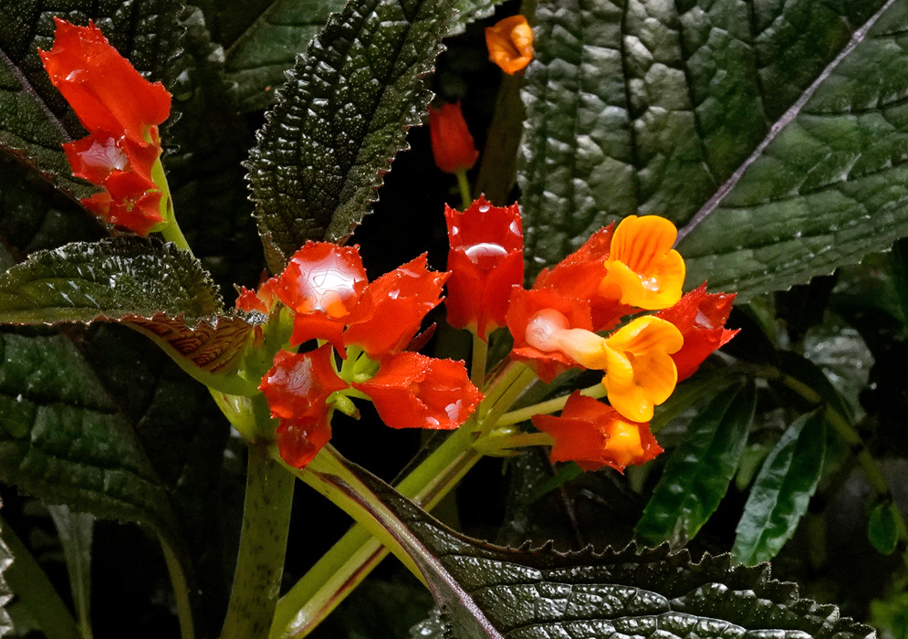 Chrysothemis pulchella Red-Orange Blooms Bright red-orange Chrysothemis pulchella flowers with golden yellow throats and glossy dark green leaves