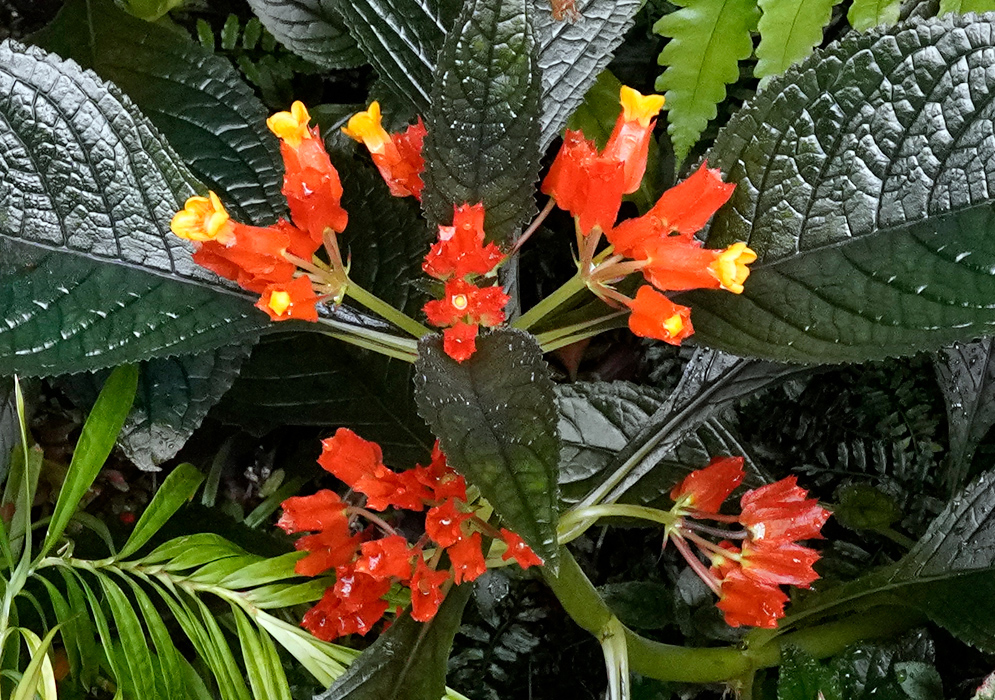 Chrysothemis pulchella Flowering Plant Full plant of Chrysothemis pulchella in bloom with symmetrical red and yellow flowers and crinkled dark leaves