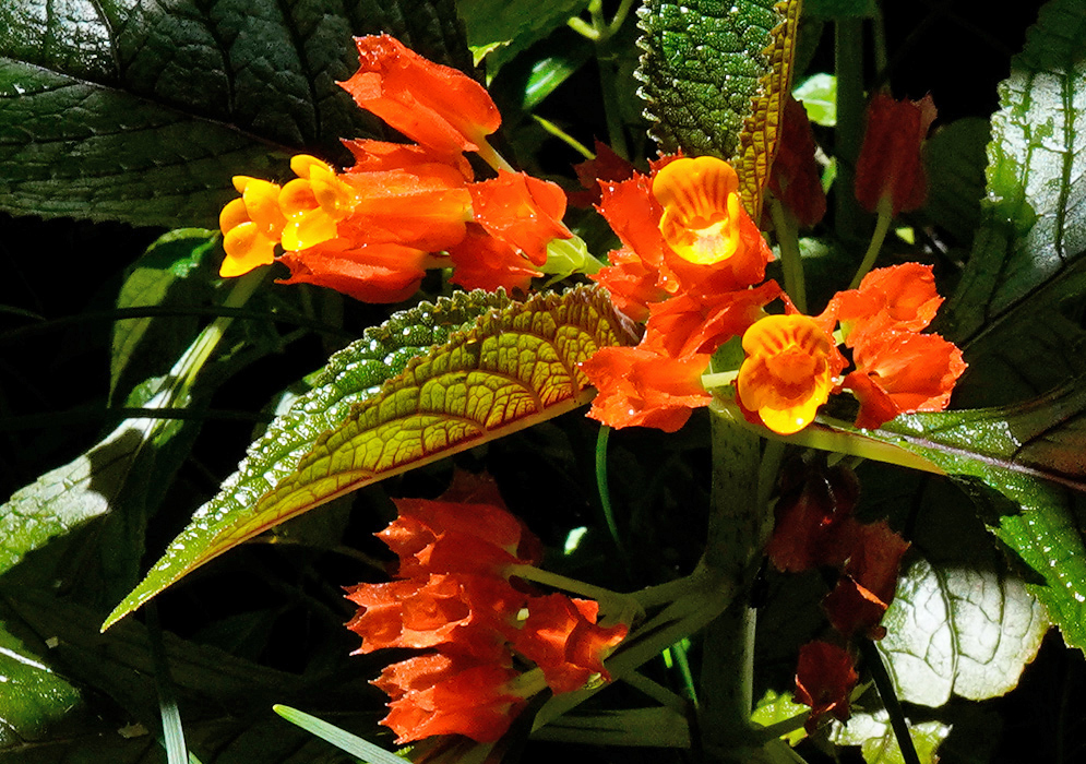 Chrysothemis pulchella Orange Flowers Several vivid Chrysothemis pulchella blooms with trumpet-shaped petals and vein-patterned foliage
