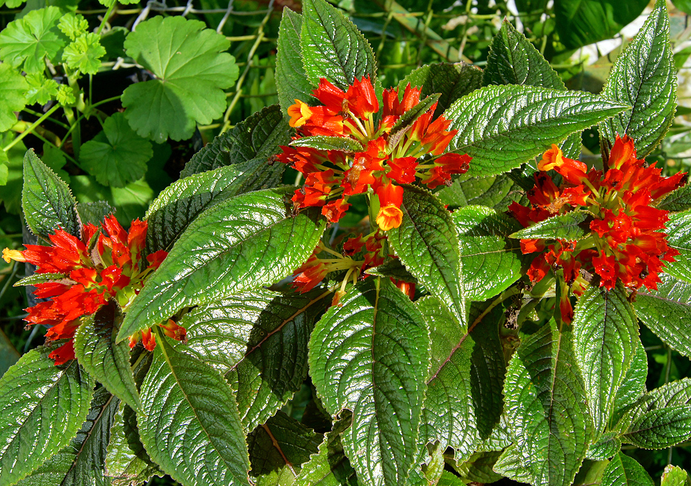  Yellow Chrysothemis pulchella flowers with red streaks and bright orange-red bracts in sunlight