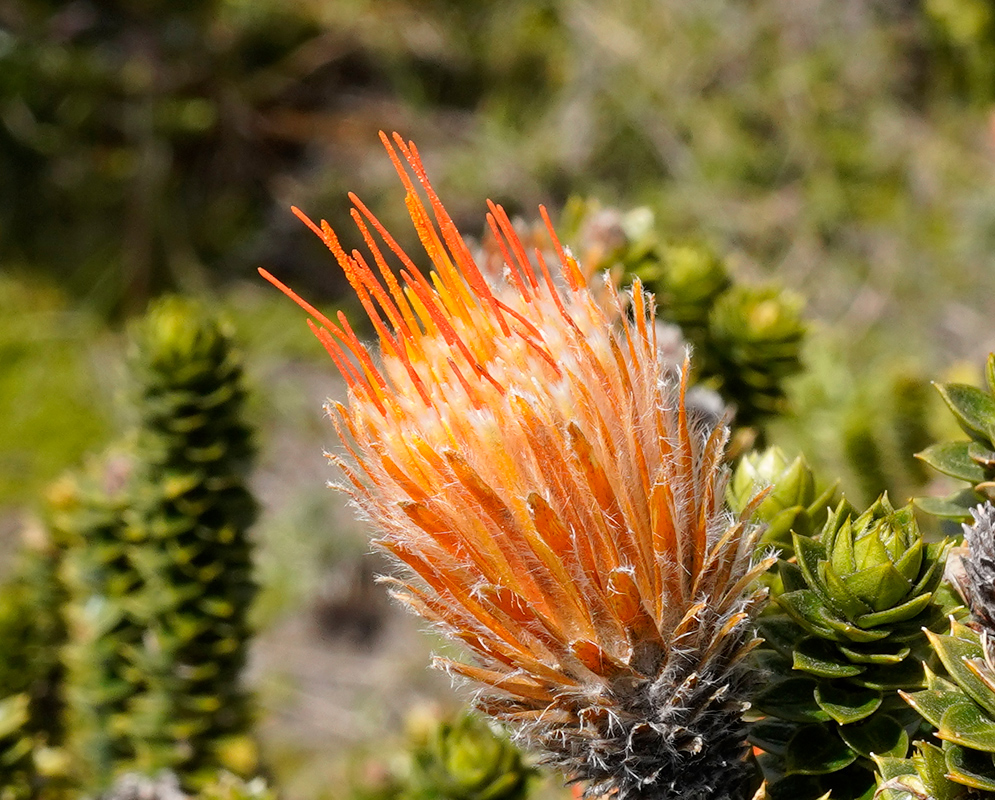 Close-up of Chuquiraga jussieui flower with bright orange tubular florets emerging from a compact cone-like head surrounded by green foliage
