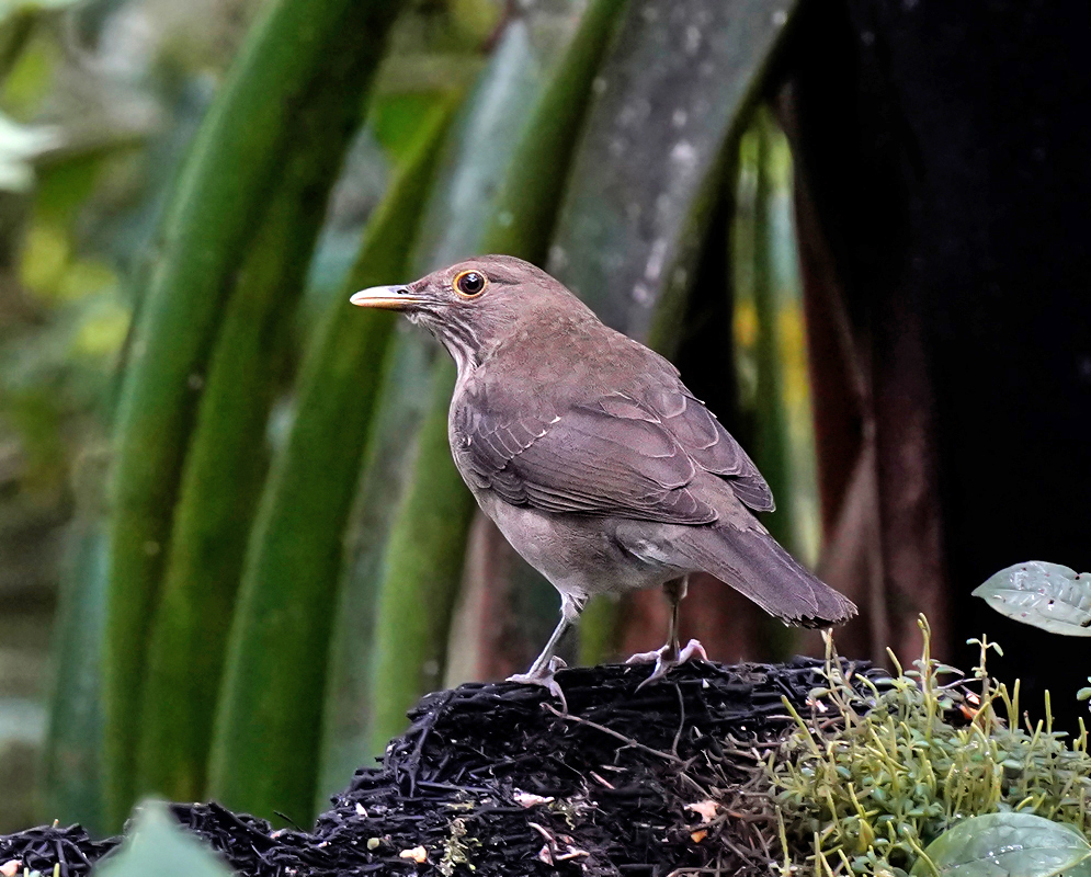 Cichlopsis leucogenys Standing Cichlopsis leucogenys with dusky-brown plumage and pale bill standing on a blackened stump surrounded by green plants and vertical jungle leaves
