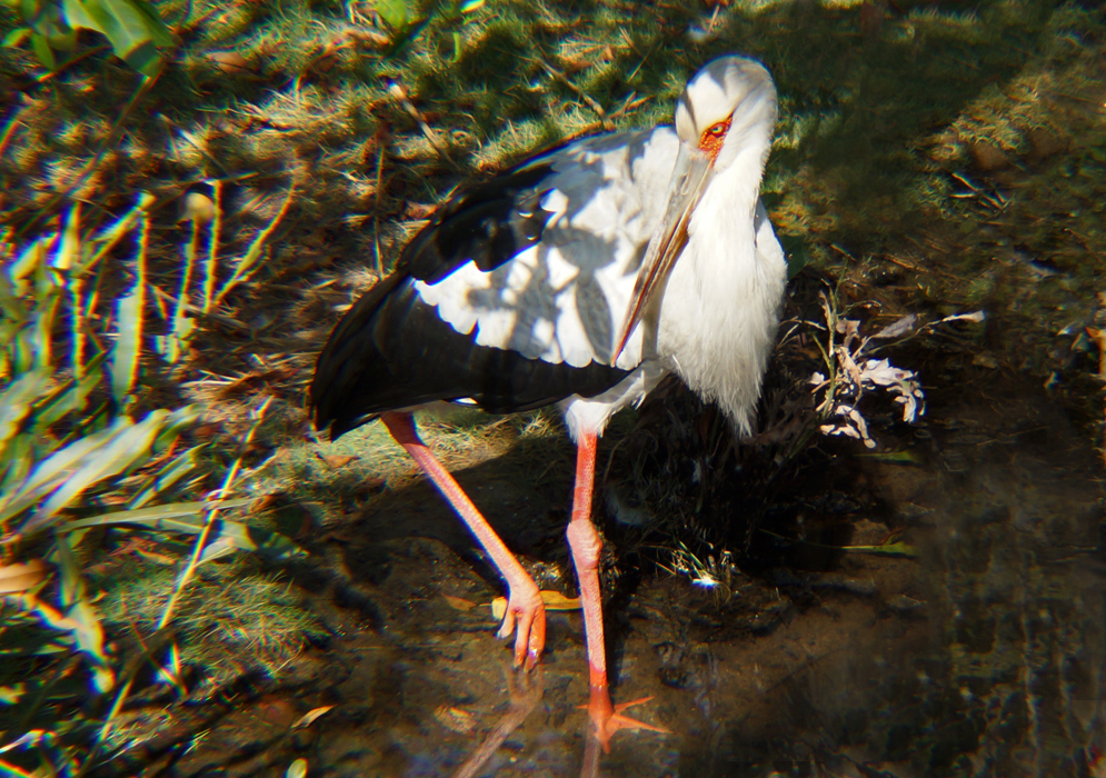 A Ciconia maguari with black and white plumage, and pink-red legs and lores