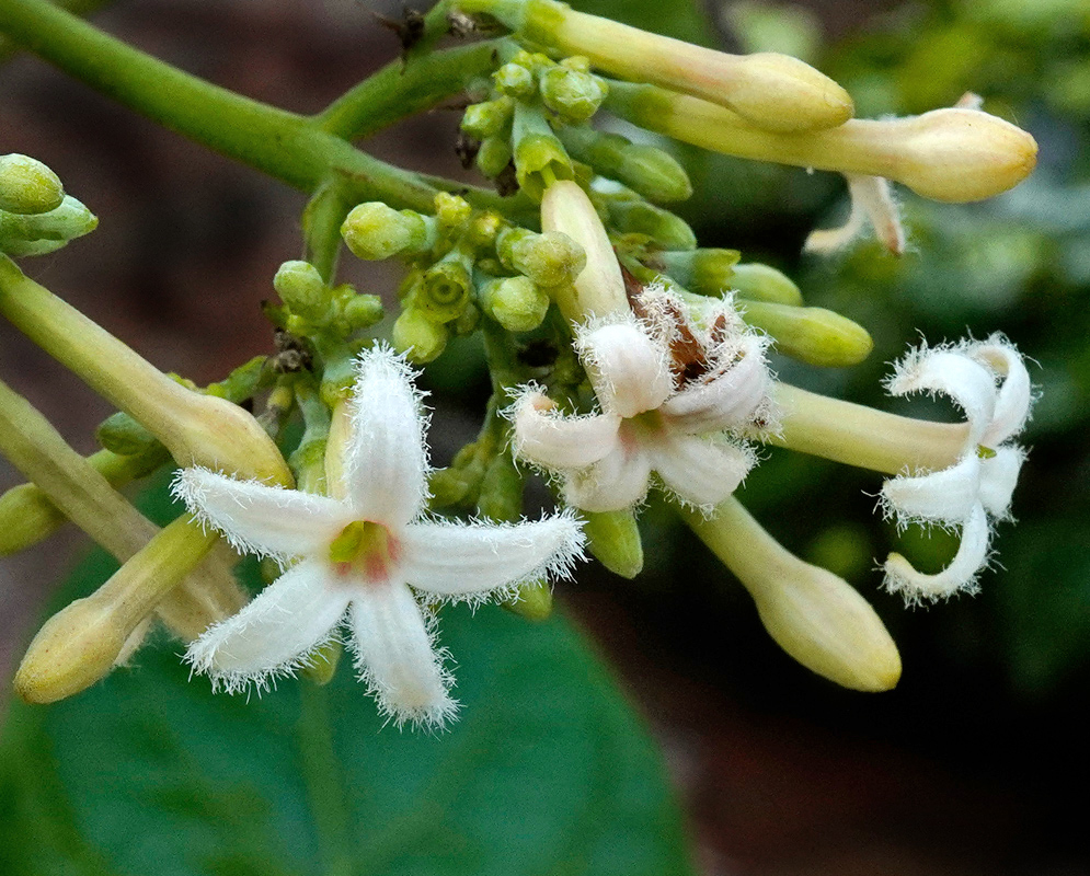 Cinchona officinalis White Flowers Close-up of Cinchona officinalis cluster showing white star-shaped flowers with hairy edges and unopened buds