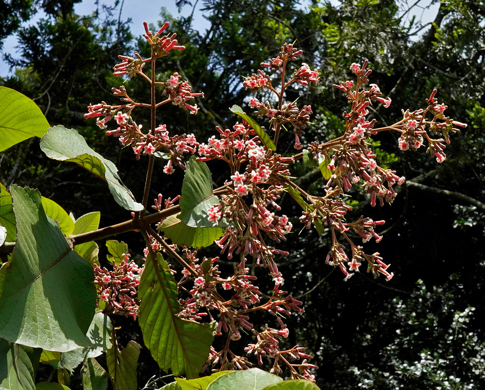 Cinchona pubescens Inflorescence An inflorescence of rose-pink Cinchona pubescens flowers with white hairs around the pedal edges