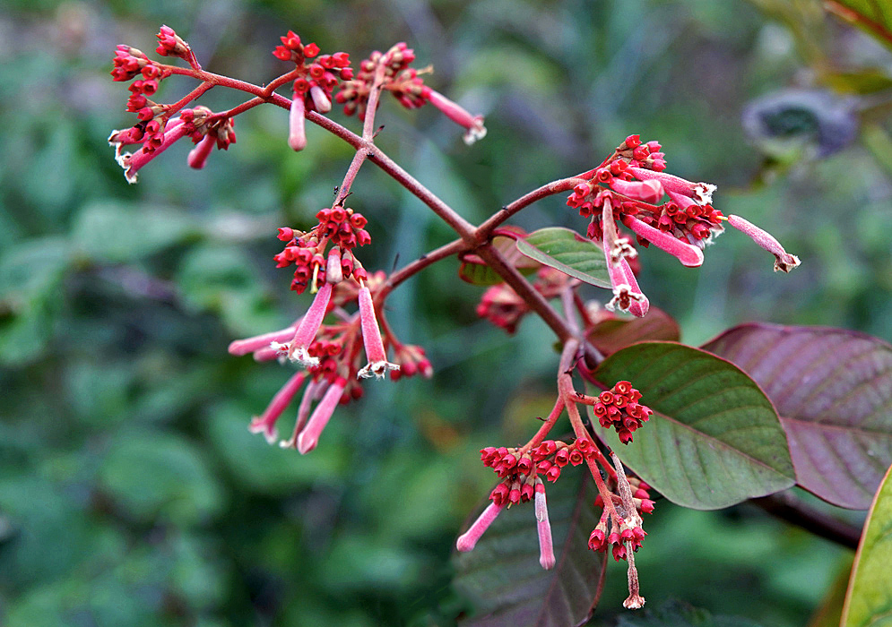 Cinchona pubescens pink and red inflorescence