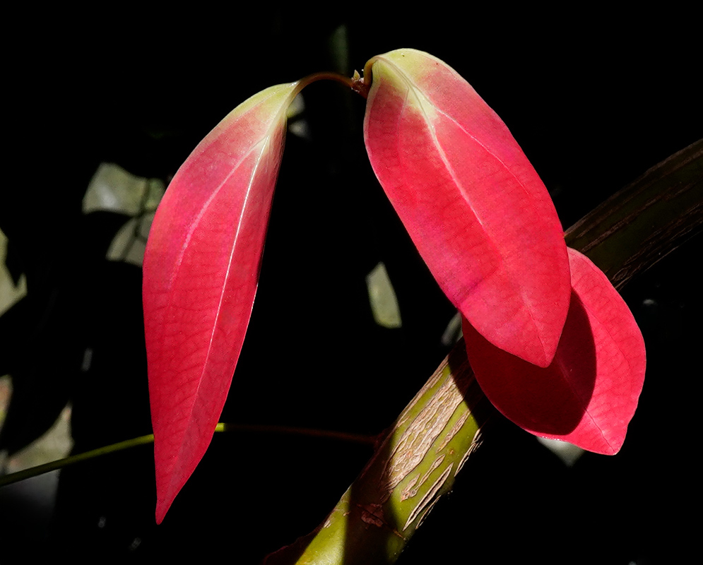 Pair of young Cinnamomum verum leaves displaying bright red coloration with visible venation against a dark background