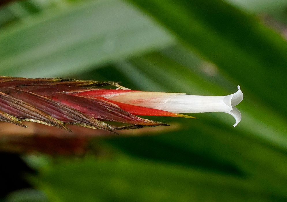 Close-up of a Cipuropsis elata flower emerging from reddish bracts with a long white tubular bloom extending outward