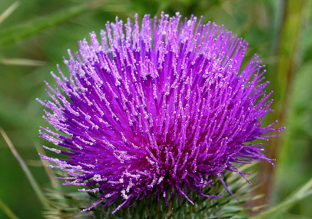 Flower head with purple florets
