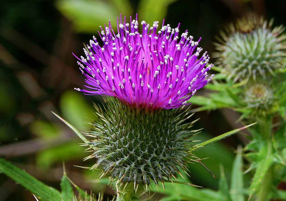 Globular Cirsium vulgare flowering head with purple florets and spiny bracts