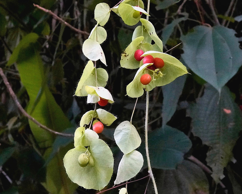 Cissampelos pareira plant habit and foliage