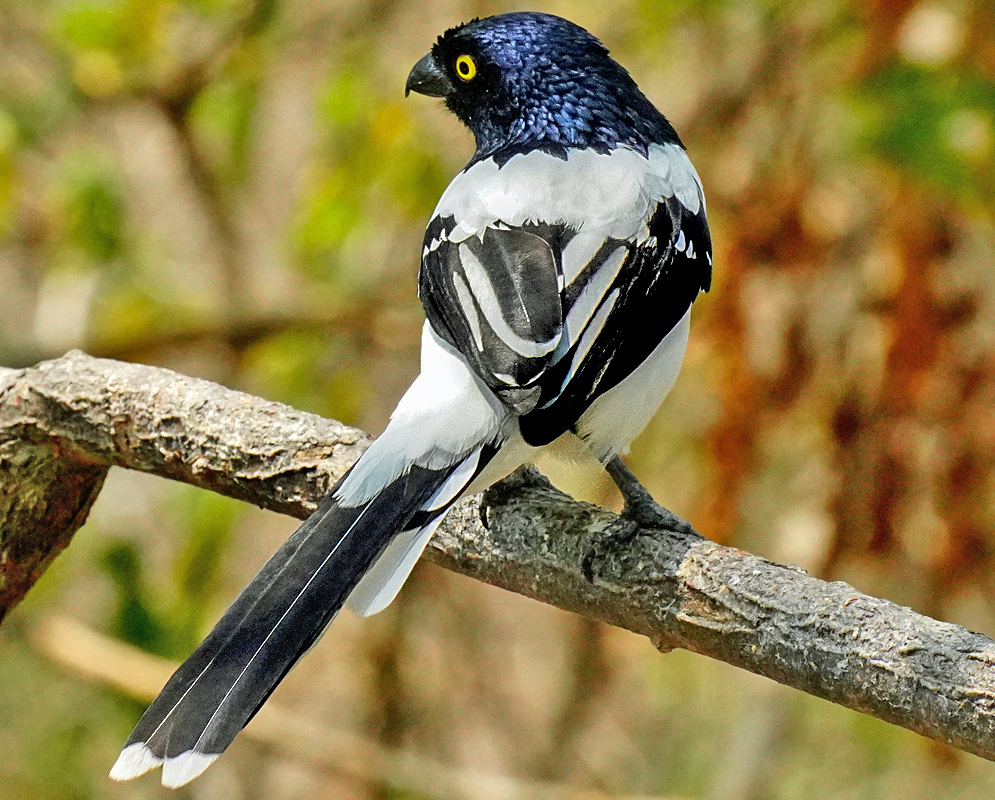 A perched Cissopis leverianus with a yellow eye, blue-black and white feathers in sunlight